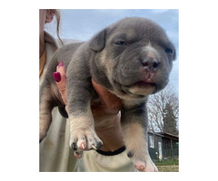 American bully pocket tricolor merle puppies   | free-classifieds-canada.com - 1