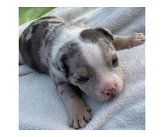 American bully pocket tricolor merle puppies   | free-classifieds-canada.com - 2