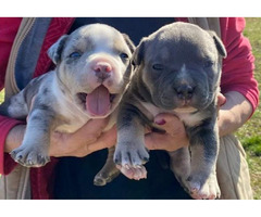 American bully pocket tricolor merle puppies   | free-classifieds-canada.com - 3