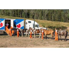 Horses transportation services in Canada | free-classifieds-canada.com - 1