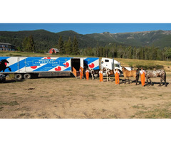 Horses transportation services in Canada | free-classifieds-canada.com - 6