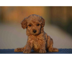 Mini poodle, apricot color  | free-classifieds-canada.com - 1