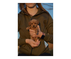 Mini poodle, apricot color  | free-classifieds-canada.com - 2
