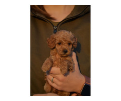 Mini poodle, apricot color  | free-classifieds-canada.com - 4