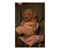 Mini poodle, apricot color  | free-classifieds-canada.com - 5