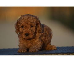 Mini poodle, apricot color  | free-classifieds-canada.com - 6