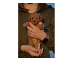 Mini poodle, apricot color  | free-classifieds-canada.com - 7