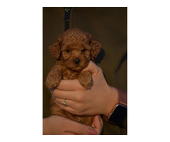 Mini poodle, apricot color  | free-classifieds-canada.com - 8