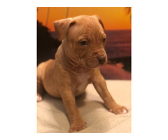 American Xl Bully Puppies Available $1000 | free-classifieds-canada.com - 1