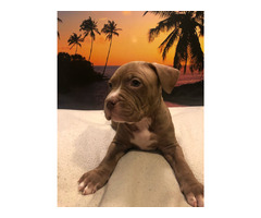 American Xl Bully Puppies Available $1000 | free-classifieds-canada.com - 2