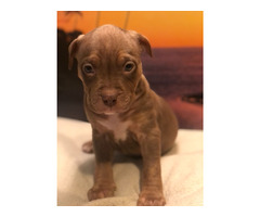 American Xl Bully Puppies Available $1000 | free-classifieds-canada.com - 3