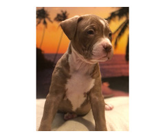 American Xl Bully Puppies Available $1000 | free-classifieds-canada.com - 4