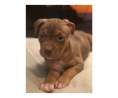 American Xl Bully Puppies Available $1000 | free-classifieds-canada.com - 6