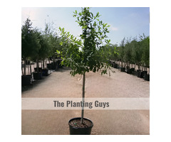 Fall Clean Up in Caledon | The Planting Guys | free-classifieds-canada.com - 3