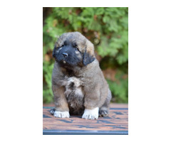CAUCASIAN SHEPHERD puppies  | free-classifieds-canada.com - 1
