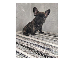 French bulldog puppies  | free-classifieds-canada.com - 1