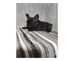French bulldog puppies  | free-classifieds-canada.com - 2
