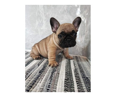 French bulldog puppies  | free-classifieds-canada.com - 3