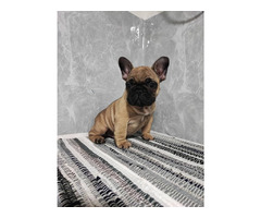 French bulldog puppies  | free-classifieds-canada.com - 4