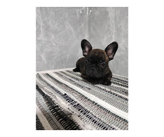 French bulldog puppies  | free-classifieds-canada.com - 5