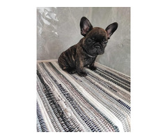 French bulldog puppies  | free-classifieds-canada.com - 6