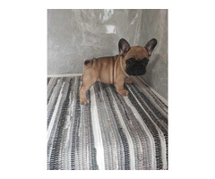 French bulldog puppies  | free-classifieds-canada.com - 7