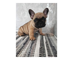 French bulldog puppies  | free-classifieds-canada.com - 8