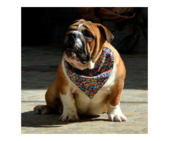 English Bulldog   | free-classifieds-canada.com - 2