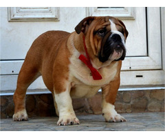 English Bulldog   | free-classifieds-canada.com - 3