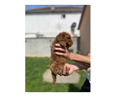 Miniature red poodle   | free-classifieds-canada.com - 2
