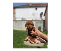 Miniature red poodle   | free-classifieds-canada.com - 3
