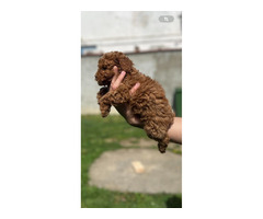 Miniature red poodle   | free-classifieds-canada.com - 4