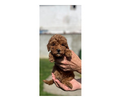 Miniature red poodle   | free-classifieds-canada.com - 5