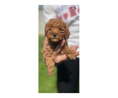 Miniature red poodle   | free-classifieds-canada.com - 6
