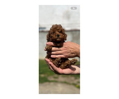 Miniature red poodle   | free-classifieds-canada.com - 8