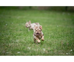 French bulldog  | free-classifieds-canada.com - 2