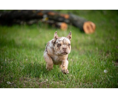 French bulldog  | free-classifieds-canada.com - 5