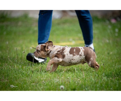 French bulldog  | free-classifieds-canada.com - 6