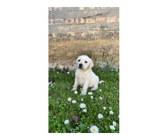 Labrador retriever   | free-classifieds-canada.com - 1