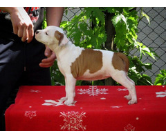 American Staffordshire terrier, puppies | free-classifieds-canada.com - 1