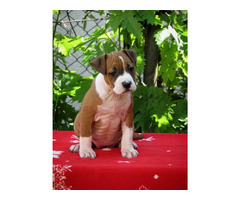 American Staffordshire terrier, puppies | free-classifieds-canada.com - 2