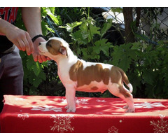 American Staffordshire terrier, puppies | free-classifieds-canada.com - 3