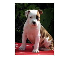 American Staffordshire terrier, puppies | free-classifieds-canada.com - 4