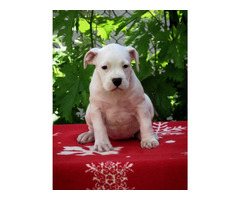 American Staffordshire terrier, puppies | free-classifieds-canada.com - 5