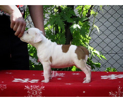 American Staffordshire terrier, puppies | free-classifieds-canada.com - 6