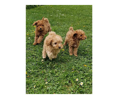 Toy poodle   | free-classifieds-canada.com - 3