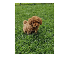 Toy poodle   | free-classifieds-canada.com - 5