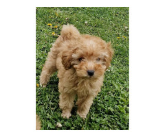 Toy poodle   | free-classifieds-canada.com - 6