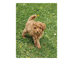 Toy poodle   | free-classifieds-canada.com - 8