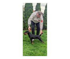German hunting terrier | free-classifieds-canada.com - 1